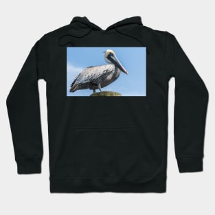 Brown pelican bird of prey Hoodie